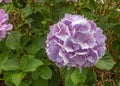 Pale pink hydrangea or hortensia flower closeup Royalty Free Stock Photo