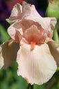 Pale pink iris flower in the garden