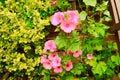 Flowering pale pink Lavatera