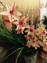 Pale Pink Lilies in Vase