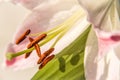 Pale Pink Lily (Lilium Longiflorum), Stamens Royalty Free Stock Photo
