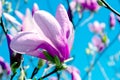 Pale pink magnolia flower