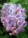 Pale pink mauve lilac flowers in bloom close up