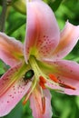 Pale pink Mona Lisa Oriental lily with green beetle