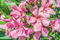 Pale pink Nerium oleander flowers close-up Royalty Free Stock Photo