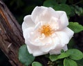 Pale Pink New Dawn Rose, wide open, macrophotography Royalty Free Stock Photo