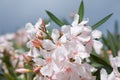 Pale pink oleander flowers Royalty Free Stock Photo