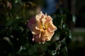 Pale pink and orange hybrid tea rose seen up close Royalty Free Stock Photo