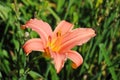 Pale pink-orange oriental lily