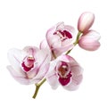 Pale pink orchid flowers isolated on white background Royalty Free Stock Photo