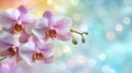 Pale Pink Orchids Blossom Against Soft Bokeh Background Royalty Free Stock Photo