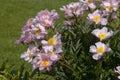 Pale pink Paeonia lactiflora `Angelika Kauffmann