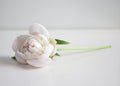 Pale pink peony lies on a white background. Flower background. Close-up Royalty Free Stock Photo