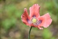 Pale Pink Poppy Flower Blossom in the Summer Royalty Free Stock Photo