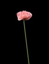 Pale pink poppy flower Royalty Free Stock Photo