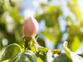 Pale pink quince bud against the blurred background of green leaves and blue sky illuminated by the spring sun. Orchard and Royalty Free Stock Photo