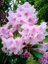 Pale Pink Rhododendron Flowers Royalty Free Stock Photo