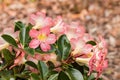 Pale pink rhododendron flowers in bloom Royalty Free Stock Photo