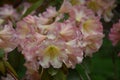 Pale Pink Rhododendron Flowers Blooming and Flowering Royalty Free Stock Photo