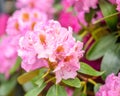 Pale pink rhododendron flowers close-up on a summer day Royalty Free Stock Photo