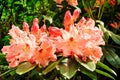 Pale pink rhododendron flowers in a garden. Royalty Free Stock Photo