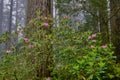 Pale pink rhododendrons in foggy coastal Redwood forest, CA