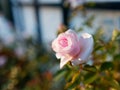 Pale pink rose bloom in soft sunlight in garden at fall. Bokeh.