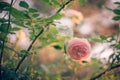 Pale pink rose bush grow in the summer garden Royalty Free Stock Photo