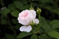 Pale pink rose on the Bush is not in focus