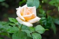 Pale pink rose with drops of rain Royalty Free Stock Photo