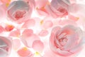 Pale pink rose flower blossom and petals wedding background