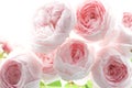 Pale pink rose flower blossoms background Royalty Free Stock Photo