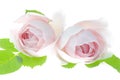 Two pale pink rose flower blossoms closeup isolated on white background Royalty Free Stock Photo