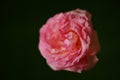 Pale pink rose flower closeup on dark green background Royalty Free Stock Photo