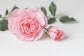 Pale pink rose flower isolated on white background. Soft focus Royalty Free Stock Photo