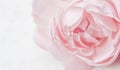 Pale pink rose flower isolated on white background. Soft focus Royalty Free Stock Photo