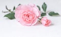 Pale pink rose flower isolated on white background. Soft focus Royalty Free Stock Photo