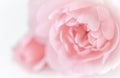 Pale pink rose flower isolated on white background. Soft focus Royalty Free Stock Photo