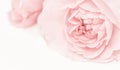 Pale pink rose flower isolated on white background. Soft focus Royalty Free Stock Photo