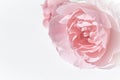 Pale pink rose flower isolated on white background. Soft focus Royalty Free Stock Photo