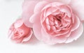 Pale pink rose flower isolated on white background. Soft focus Royalty Free Stock Photo