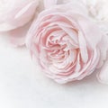 Pale pink rose flower isolated on white background. Soft focus Royalty Free Stock Photo