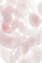 Very pale pink rose flower petals background Royalty Free Stock Photo