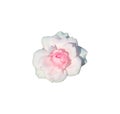 Pale pink rose flower on white background - isolate Royalty Free Stock Photo