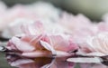 Pale pink rose flowers and white petals on the water. For a water festival or spa Royalty Free Stock Photo