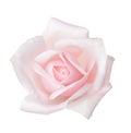Pale pink rose isolated on white background Royalty Free Stock Photo