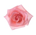 Pale pink Rose isolated on white background. Selective focus Royalty Free Stock Photo