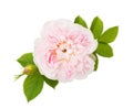 Pale Pink Rose With Leaves And Bud  Isolated On White Background. Tea Rose