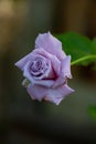 Pale pink rose macro photography in the summer. Light purple garden rose on a green background garden photo. Royalty Free Stock Photo