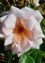 A pale pink rose in the spring sunshine